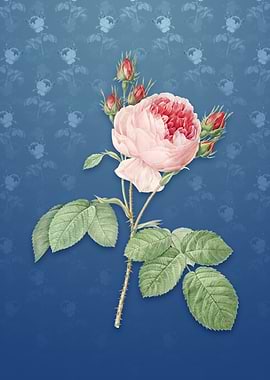 Vintage Pink Cabbage Rose