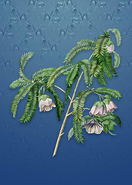 Spaendoncea Tamarandifolia