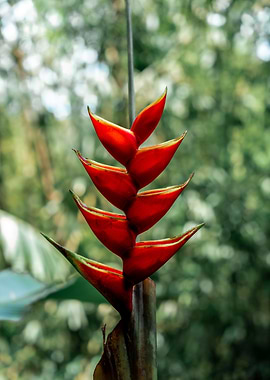 Le Balisier