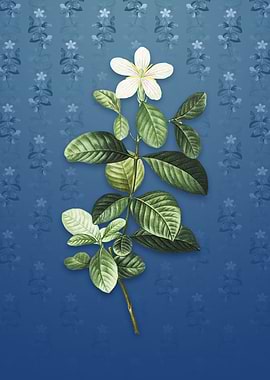 Gardenia on Bahama Blue