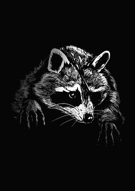 Raccoon