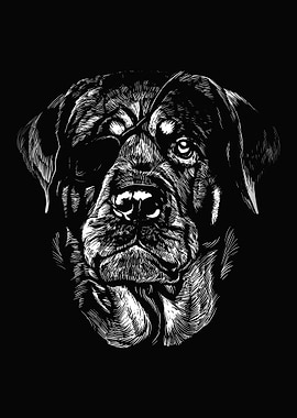 Rottweiler