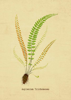Asplenium Trichomanes