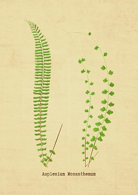 Asplenium Monanthemum