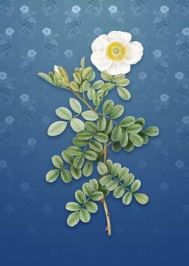 Vintage Macartney Rose