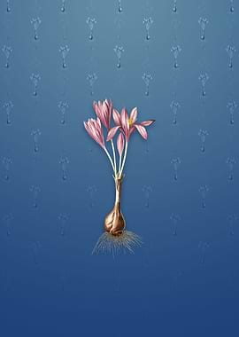 Vintage Autumn Crocus