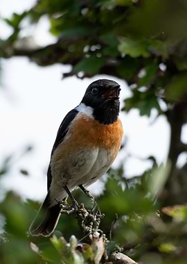 Stonechat Signing