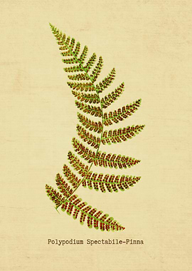Polypodium Spectabile