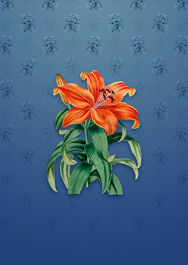 Thunbergs Orange Lily