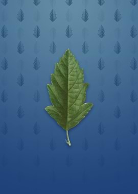 Crabapple on Bahama Blue