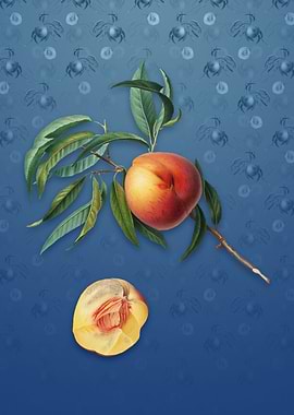 Peach on Bahama Blue