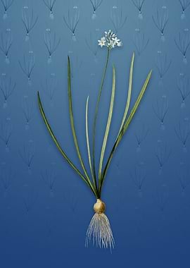 Vintage Spring Squill