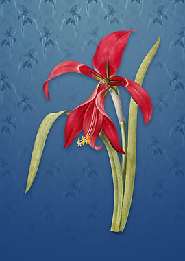 Amaryllis on Bahama Blue