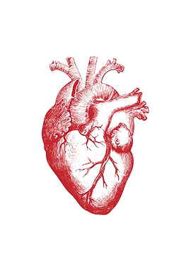 Human heart