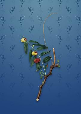 Jujube on Bahama Blue