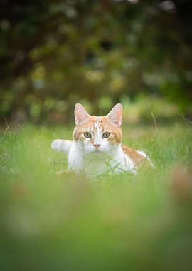 Cat Hidden in Grass