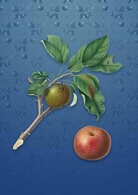 Apple on Bahama Blue