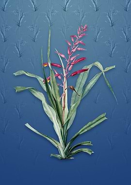 Pitcairnia Bromeliaefolia