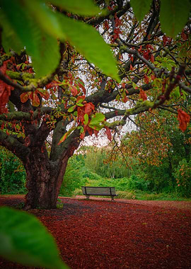 Red Green Tree Bench