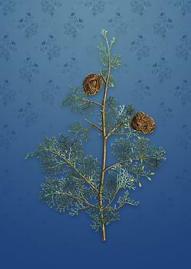 Mediterranean Cypress