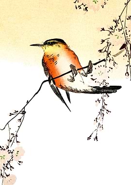 red bird cherry blossoms