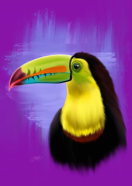 Toucan