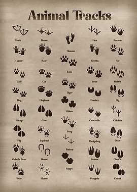 Animal Tracks Field Guide
