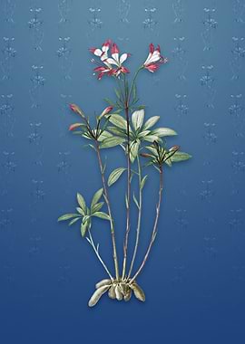 Vintage Lily of the Incas