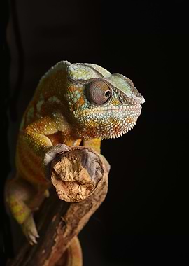Chameleon