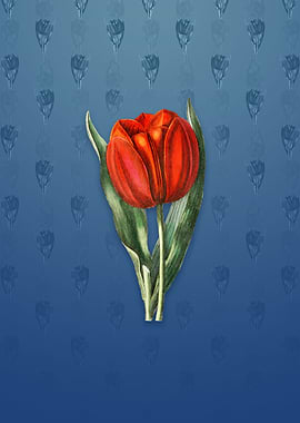 Vintage Gesners Tulip