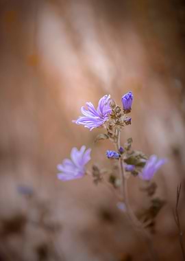 Field flowers, macro
