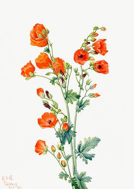 Scarlet Globe Mallow