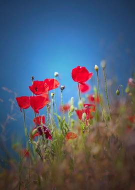 Red field poppies in glade
