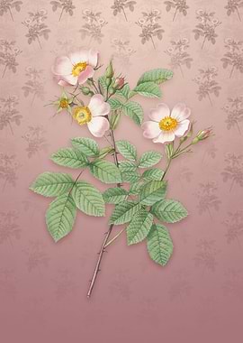 Short Styled Field Rose