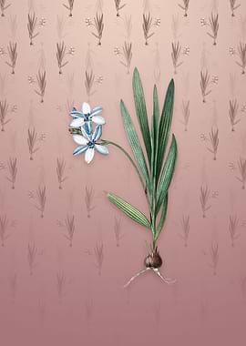 Vintage Gladiolus Plicatus