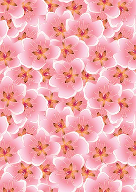 Cherry Blossom Flower 13