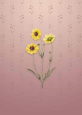 Perennial Dyers Coreopsis
