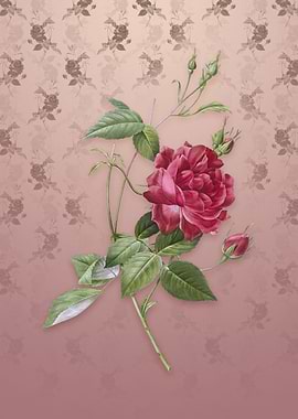 Blood Red Bengal Rose