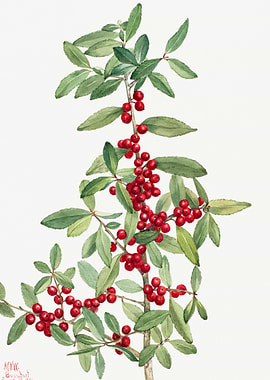 Yaupon Ilex vomitoria