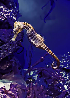seahorse