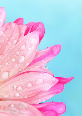 Daisy Marguerite Flower