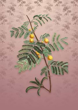 Vintage Sweet Acacia