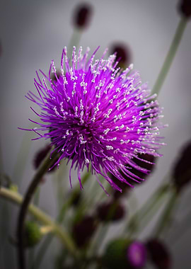 Purple thistle
