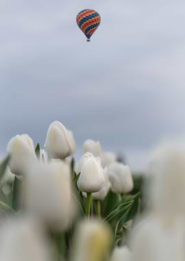 Hot Air Balloon Tulips