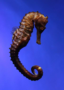 sea horse