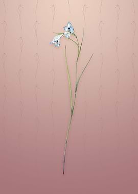 Blue Pipe on Dusty Pink