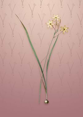 Vintage Ixia Longiflora