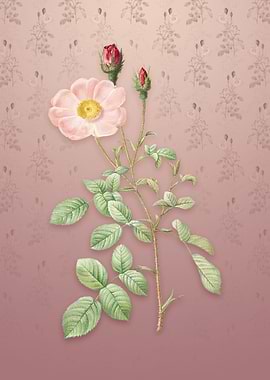 Vintage Sparkling Rose