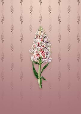 Leafy Spiked Orchis Flower