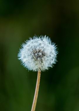 dandelion